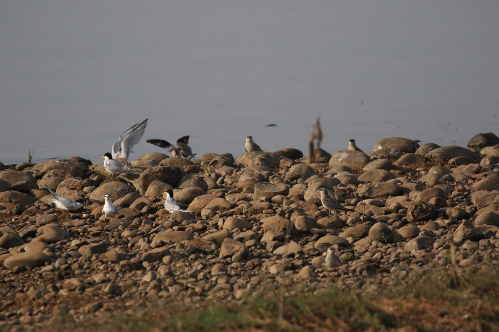 Hirakud
