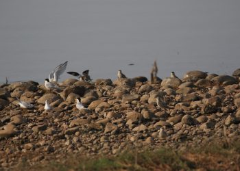 Hirakud