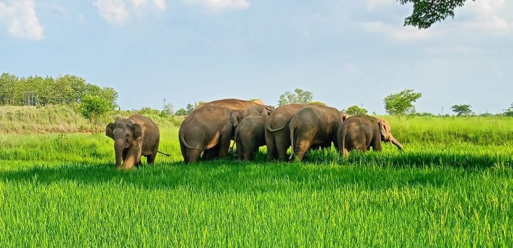 Elephant herd