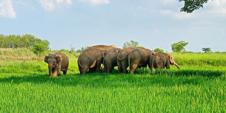 Elephant herd