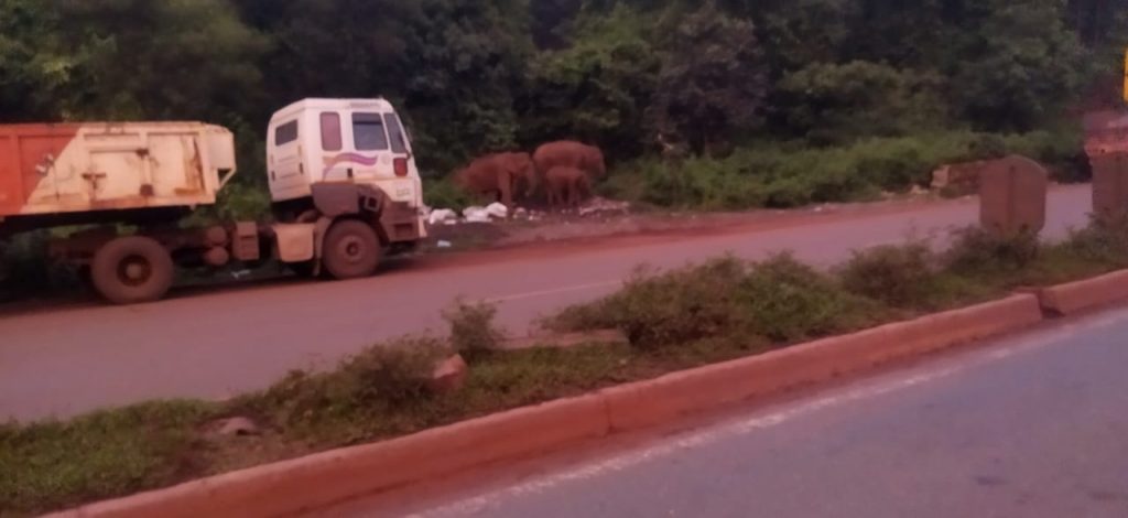 Elephant