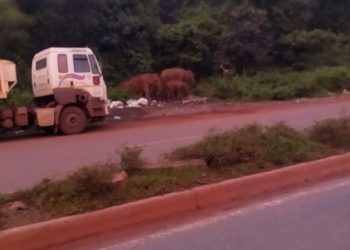 Elephant