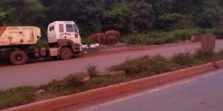 Elephant