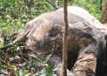 Decaying carcass of female elephant found in Kuldiha