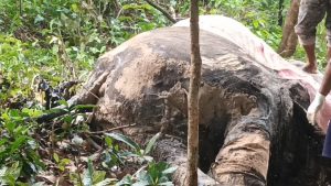 Decaying carcass of female elephant found in Kuldiha