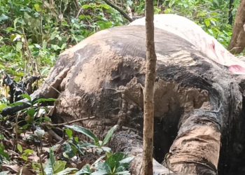 Decaying carcass of female elephant found in Kuldiha