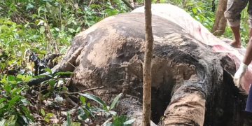 Decaying carcass of female elephant found in Kuldiha