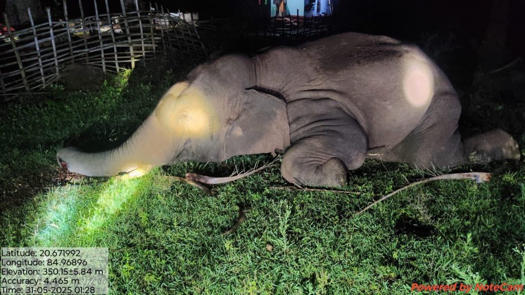 BANTALA ELEPHANT