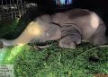 BANTALA ELEPHANT