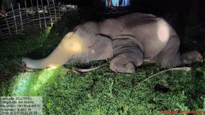 BANTALA ELEPHANT