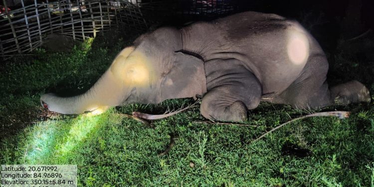 BANTALA ELEPHANT