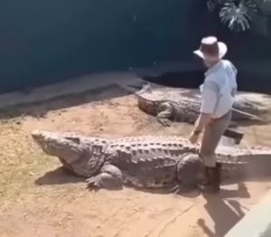 Viral video