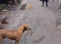 Cat fight