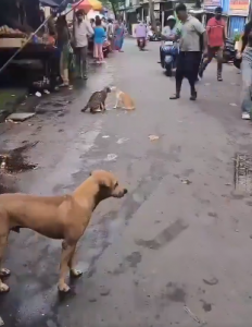 Cat fight