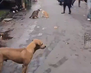 Cat fight