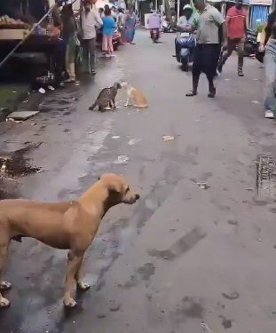 Cat fight