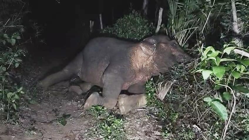 elephant electrocuted