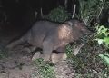elephant electrocuted