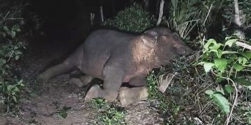 elephant electrocuted