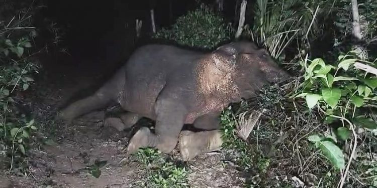 elephant electrocuted