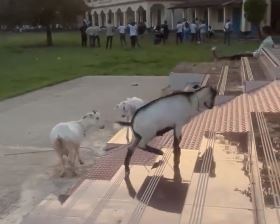 viral video