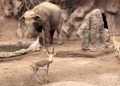 Viral video