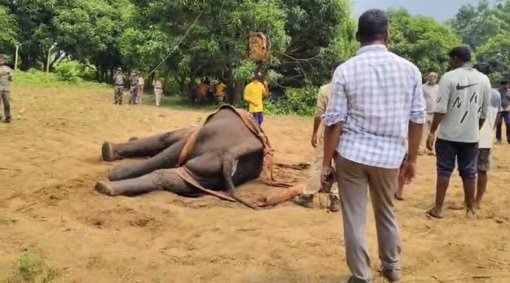 Tusker