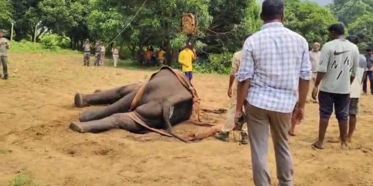 Tusker