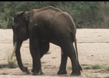 Tusker