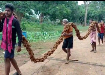 Members
of Bhuyan
community carry a
siali rope that would
be used for pulling
Nandighosha
chariot