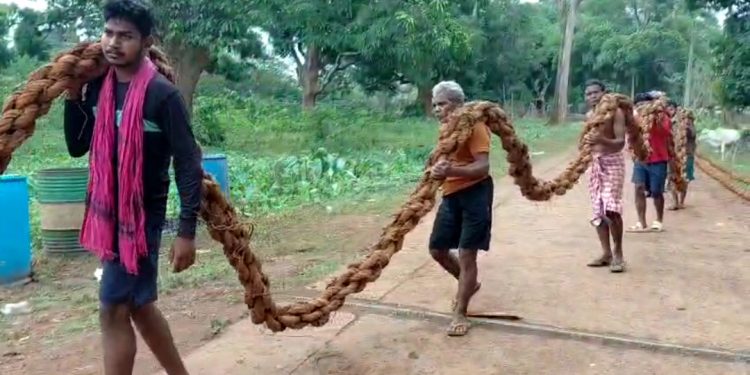 Members
of Bhuyan
community carry a
siali rope that would
be used for pulling
Nandighosha
chariot