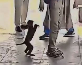 viral video