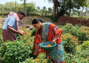 Marigold farming