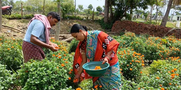 Marigold farming