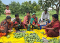 Odisha mango