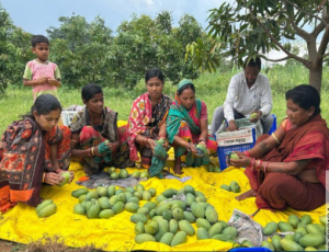 Odisha mango