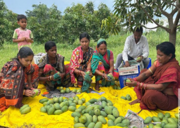 Odisha mango