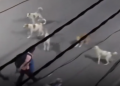 Watch viral video: Man pinned down by seven stray dogs until unexpected saviour intervenes