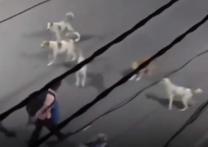 Watch viral video: Man pinned down by seven stray dogs until unexpected saviour intervenes