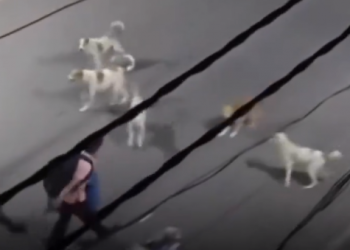 Watch viral video: Man pinned down by seven stray dogs until unexpected saviour intervenes