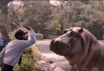 Viral video