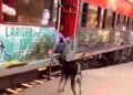 Viral video