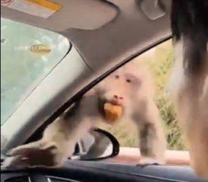 Viral video