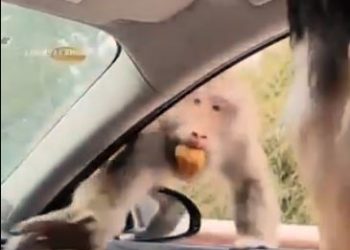 Viral video