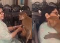 Viral video,