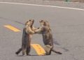 Viral video