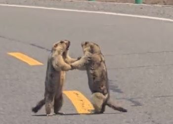 Viral video