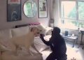 viral video