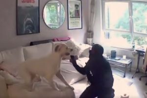 viral video