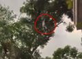 viral video, jack fruit